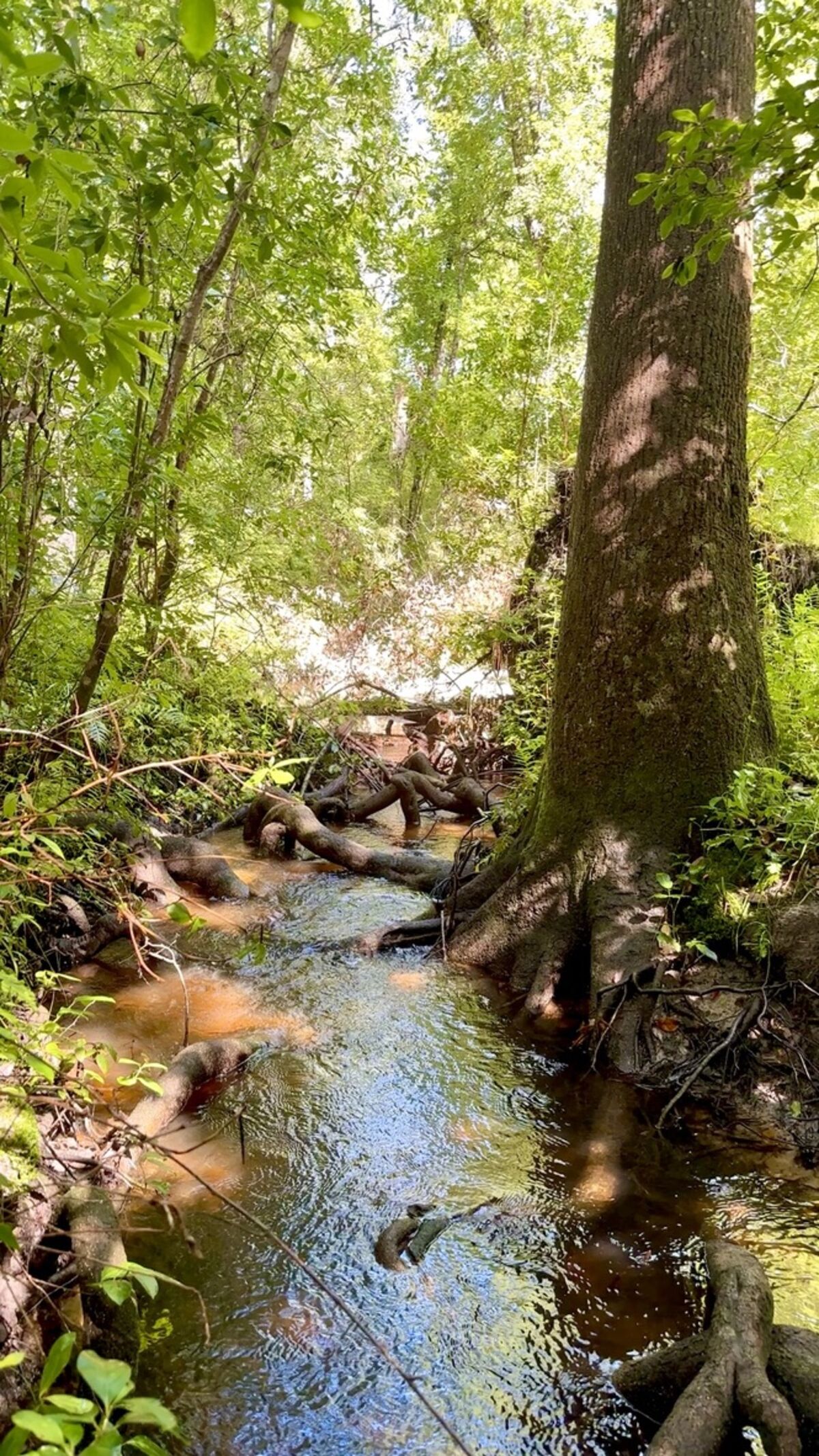 A clear wetland creek with sunlight filtering through the canopy