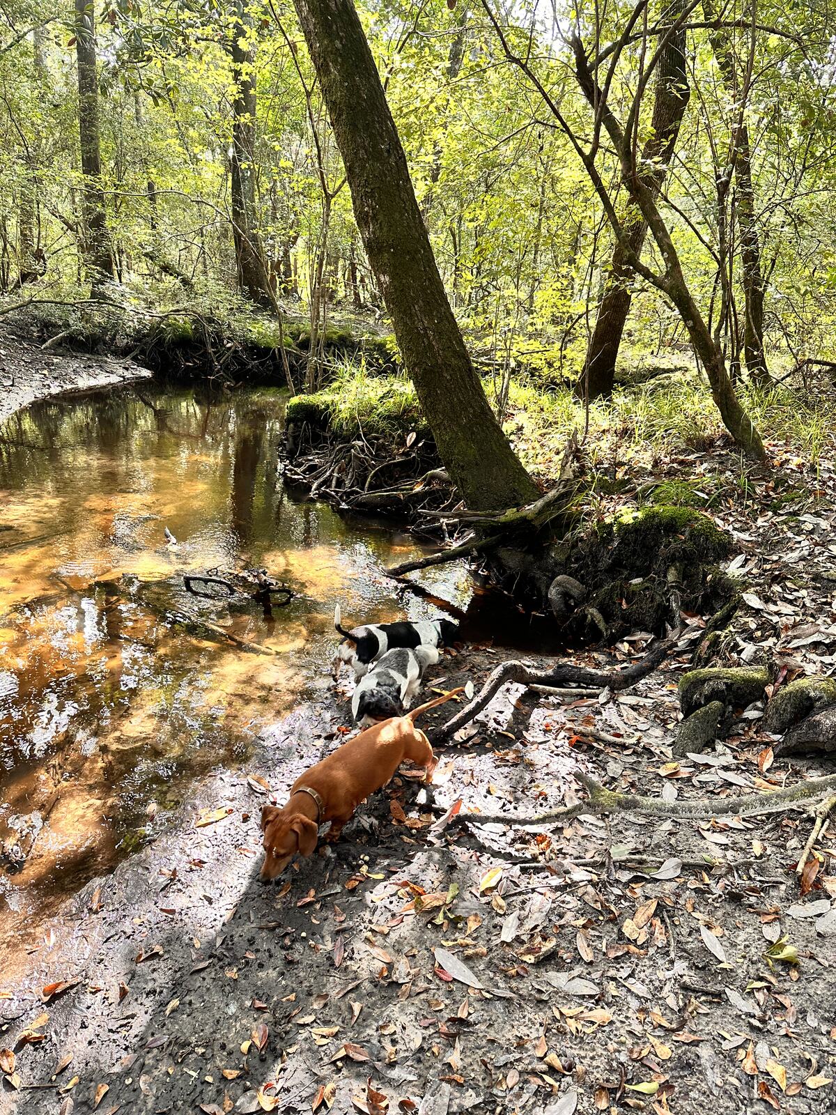 Farm dogs cooling off in the shallow creek