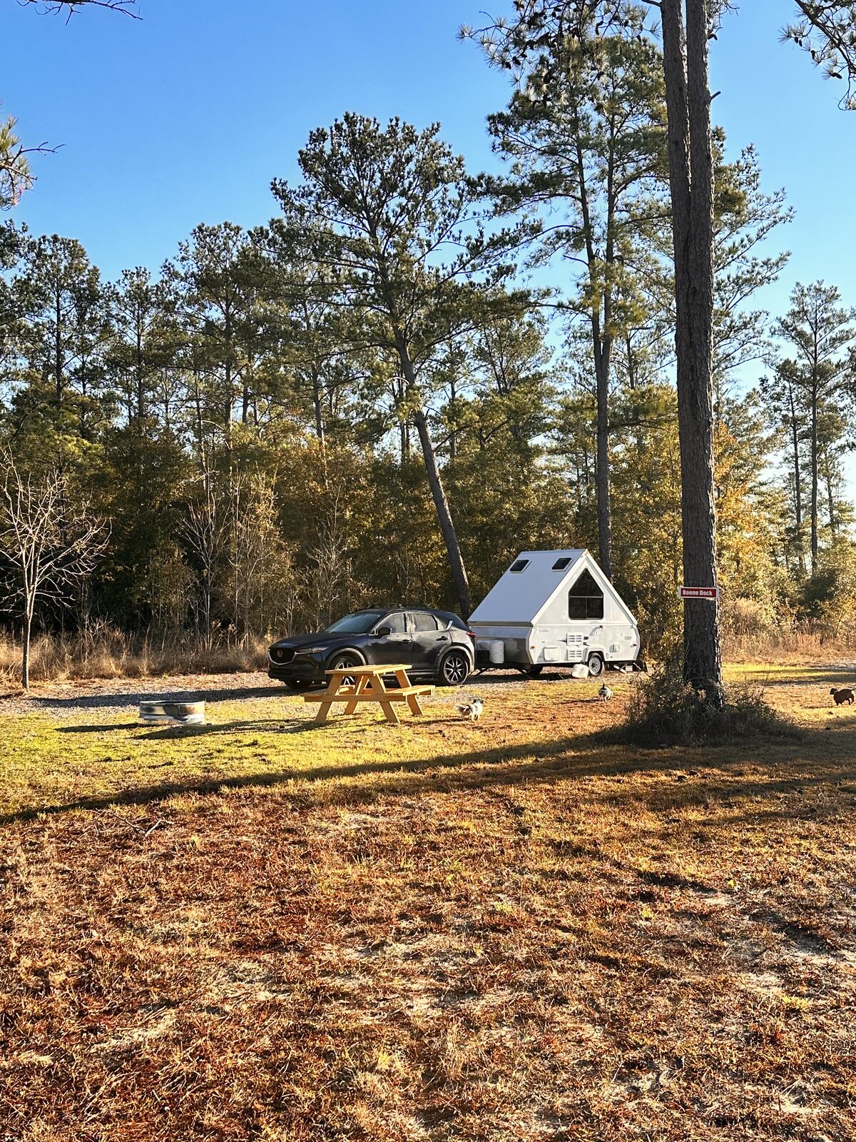 A-frame camper at the Boondock site facing the young longleaf pine stand